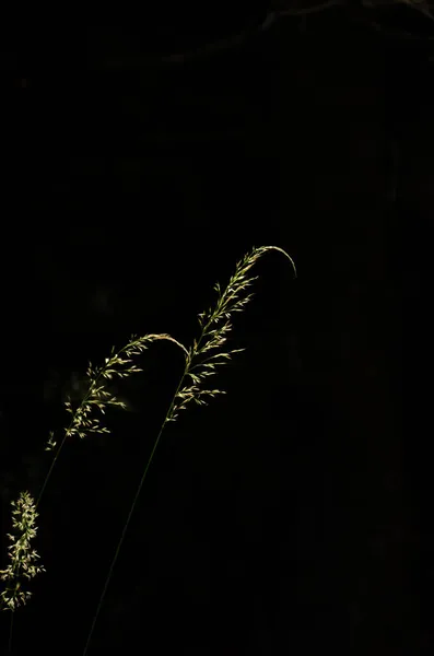 Лугова Рослина Чорному Фоні Літній Вертикальний Фон — стокове фото