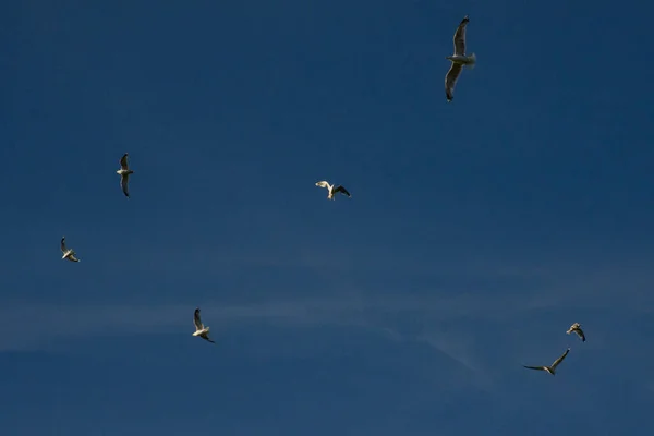 Möwen Fliegen Blauem Himmel Horizontales Foto Der Freiheit — Stockfoto