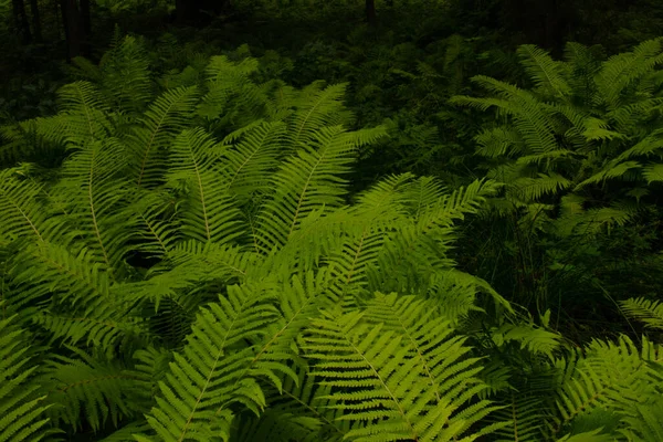 Samambaia Verde Exuberante Floresta Dia Verão Contexto Natureza Horizontal — Fotografia de Stock