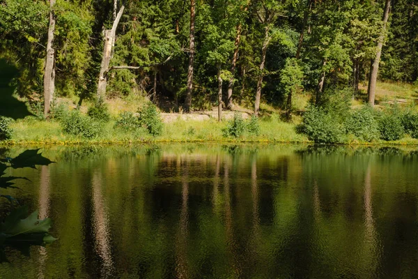 Hutan Danau Dengan Air Tenang Dan Refleksi Pohon — Stok Foto