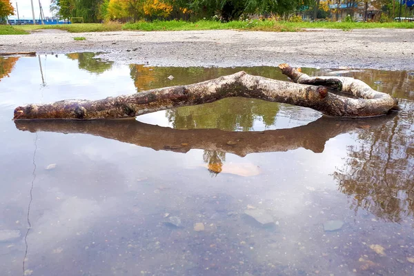 木の枝は水たまりの中にあり 水に反射されます 水平秋の写真 — ストック写真