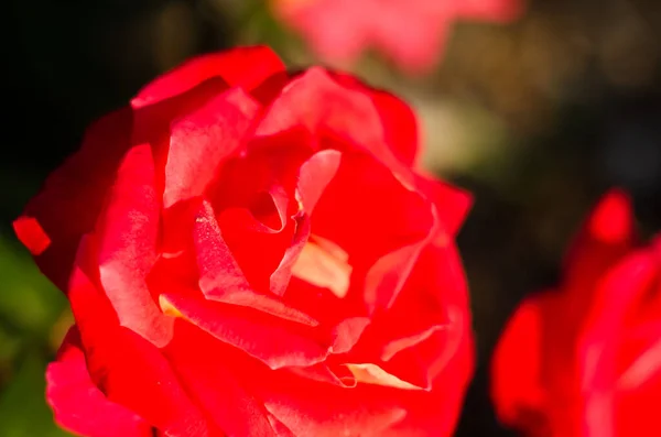 Piękne Czerwone Róże Zbliżenie Miękkie Skupienie Pięknego Kwiatu — Zdjęcie stockowe