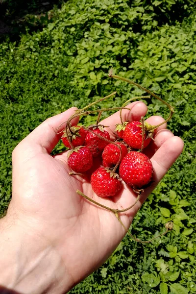 新鲜收获的红草莓在手 含维生素的健康浆果 — 图库照片