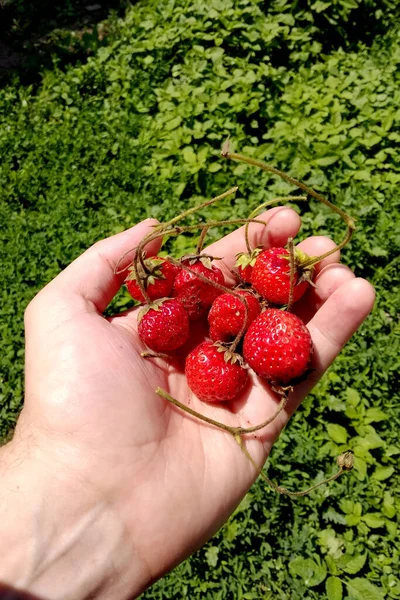 Elinde Taze Toplanmış Kırmızı Çilek Var Vitaminli Sağlıklı Meyve — Stok fotoğraf