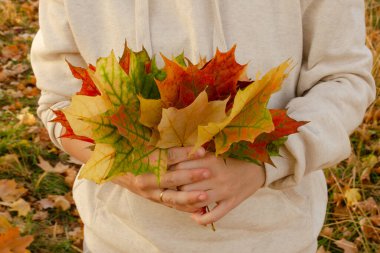 Bir buket sonbahar akçaağaç yaprakları bir kadının ellerinde. Güzel sonbahar fotoğrafı.