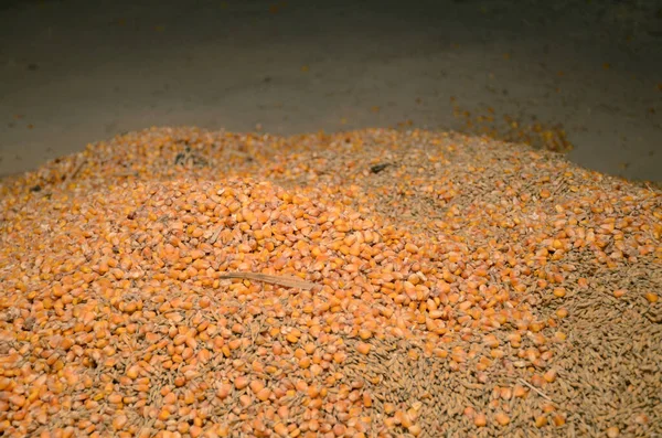 Old Granary Storing Corn Grain Products Harvesting Business Concept — Stock Photo, Image