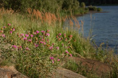 Akroptilonun leylak çiçekleri gölde tövbe eder. Yaz günü gün batımı