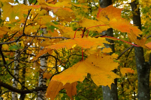 Yellow Autumn Maple Leaves Hanging Tree Park Stock Image