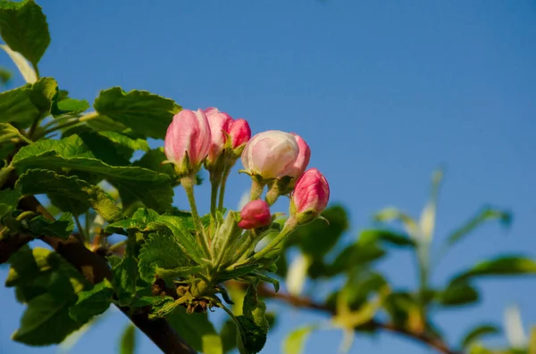 Розовые Бутоны Яблони Саду Крупным Планом Против Голубого Неба Скопировать — стоковое фото