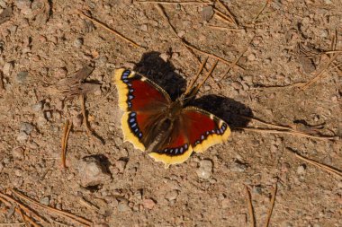 Cenaze pelerini kelebeği kanatlarını yere serer ılık bahar güneşinde.