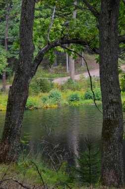Karelia 'da bulutlu bir günde güzel bir orman gölü. Sonbaharın başlarında sakin, karanlık bir su, ön planda ağaç gövdeleri, dikey fotoğraf. Sağlıklı yaşam tarzı kavramı