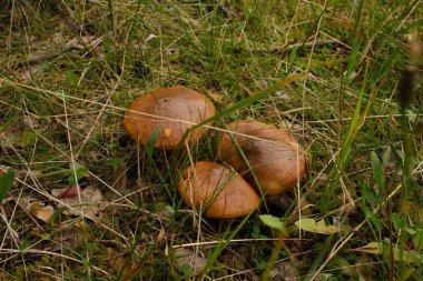 Ormanda yeşil çimlerin arasında kahverengi şapkalı mantarlar