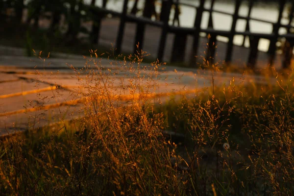 Красивий Пейзаж Лугової Трави Фоні Заходу Сонця Дерев Яна Стежка — стокове фото