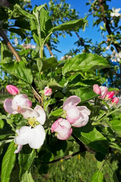 Witte Bloemen Roze Knoppen Van Een Appelboom Tegen Een Blauwe — Stockfoto