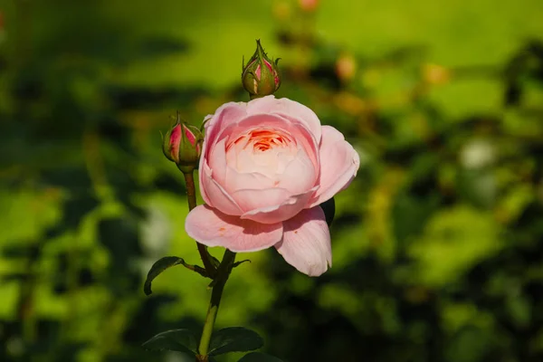 Delikatny Kwiat Różowe Pąki Róż Ogrodzie Letnim Piękny Prezent — Zdjęcie stockowe