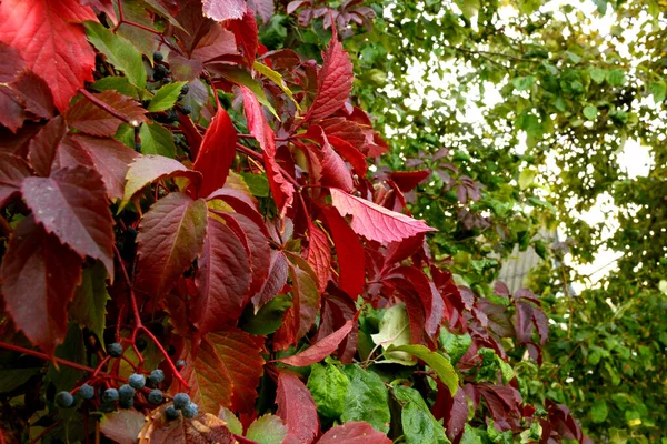 Rode Herfstbladeren Met Zwarte Bessen Horizontale Foto — Stockfoto