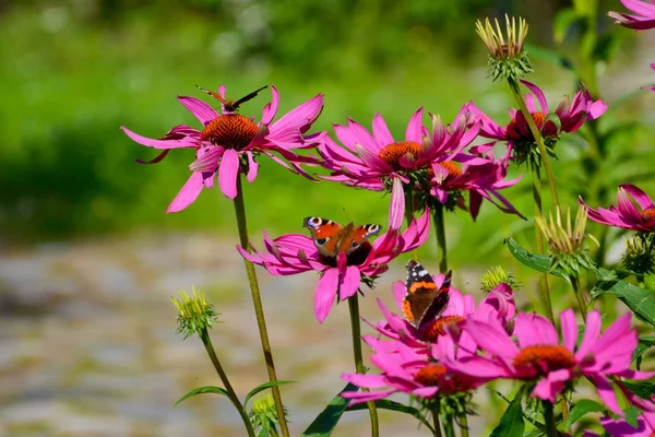 Molte Farfalle Occhio Pavone Fiori Rosa Foto Orizzontale Chiaro Estate — Foto Stock