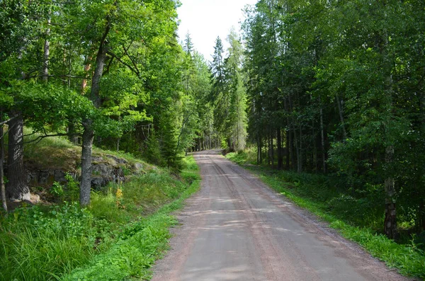 Karelia 'da güzel bir yeşil ormanda toprak yol. Açık ormanda güneşli bir gün, temiz hava, yatay fotoğraf. Sağlık kavramı