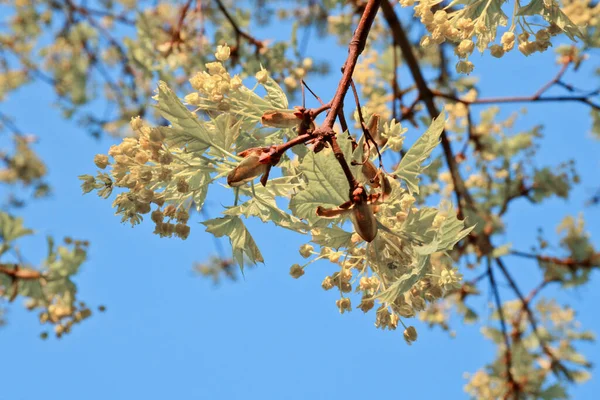 Όμορφα Φύλλα Σφενδάμου Μια Ανοιξιάτικη Ηλιόλουστη Μέρα Ενάντια Έναν Γαλάζιο — Φωτογραφία Αρχείου