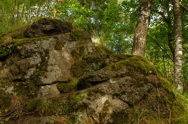 Musgo Verde Sobre Rocas Bosque Verano Foto Horizontal — Foto de Stock