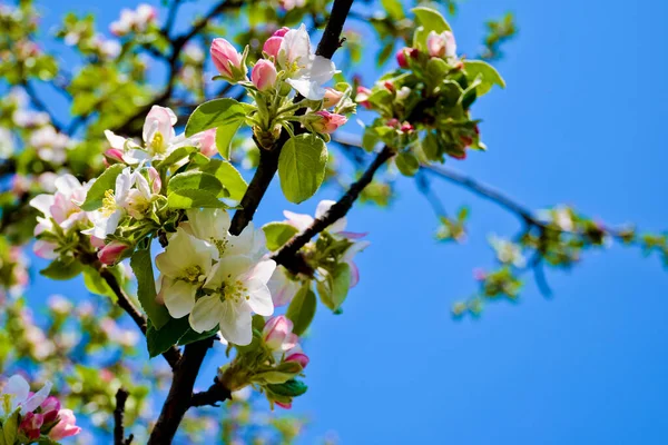 Цветущая Яблоня Фоне Голубого Неба Цветущие Белые Розовые Почки Цветы — стоковое фото