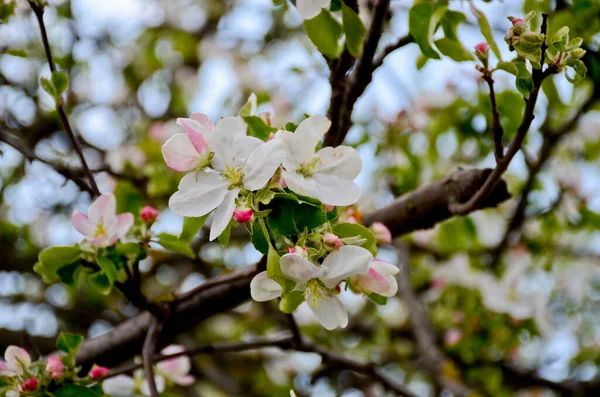 Manzano Flor Con Hojas Verdes Brotes Blancos Rosados Florecientes Flores — Foto de Stock