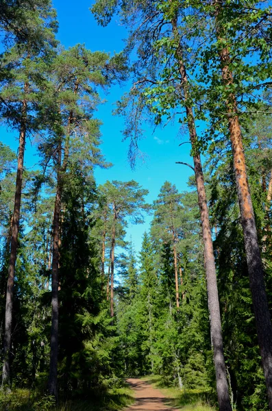 Bosque Karelia Día Claro Verano Troncos Árboles Van Cielo Azul —  Fotos de Stock