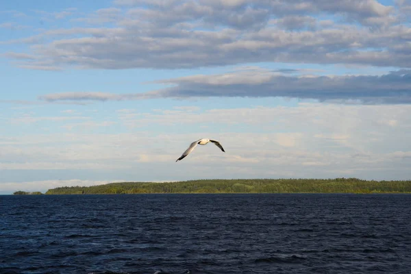 Eine Weiße Möwe Fliegt Einem Ruhigen Wolkenlosen Blauen Himmel Über — Stockfoto