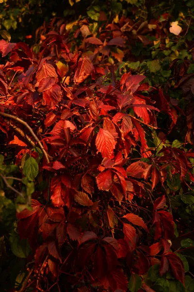 Belles Feuilles Automne Multicolores Sur Branche Photo Verticale — Photo