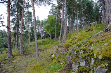 Çam ağaçları yosun kaplı taşlarda yetişir. Karelia 'nın kuzey doğası, yatay fotoğraf.