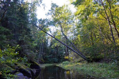 Ormandaki küçük, sakin bir nehir, taşların üzerindeki uzun ağaçların arasında, yaz arkaplanı, yatay fotoğraf. Tatil kavramı
