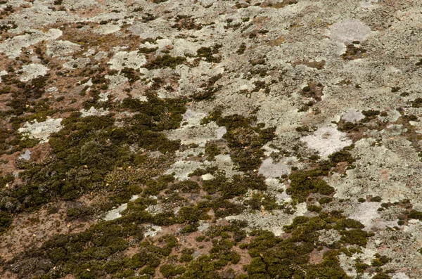 Moss Pedra Fundo Horizontal Natural Bela Foto Pano Fundo — Fotografia de Stock