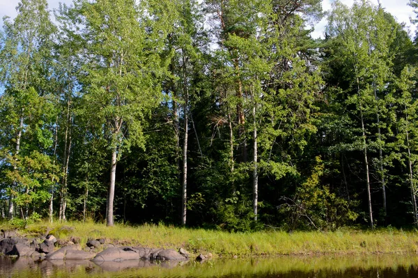 Árvores Por Lago Dia Ensolarado Verão Conceito Férias Recreação — Fotografia de Stock