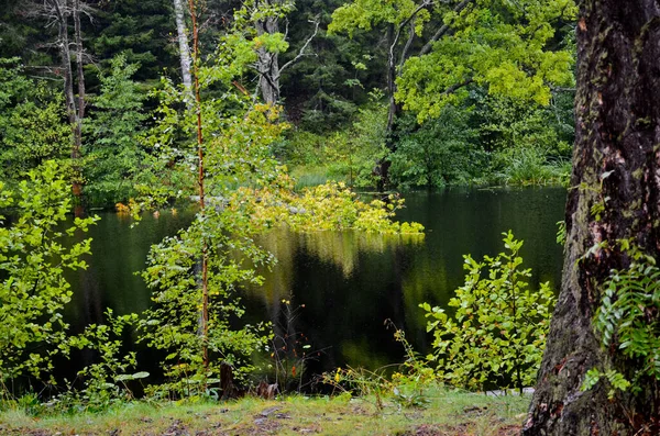 Lago Forestale Autunno Albero Caduto Acqua — Foto Stock