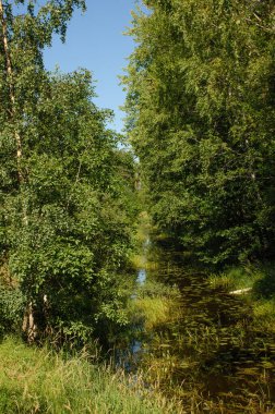 Ormanda insan yapımı bir kanal. Güneşli bir yaz gününde ağaçların yemyeşil yaprakları
