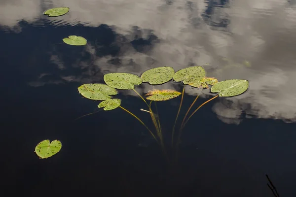 stock image Water lily leaves in lake. The clouds are reflected in the calm water.