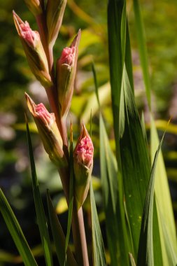 Parktaki pembe gladioli tomurcuklarının dikey fotoğrafı, narin çiçekler.