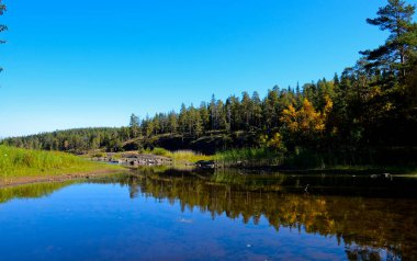 Mavi sığ nehir. Mavi açık gökyüzü. Bir çam ormanının kıyısında. Sağ taraf sakin suya yansıyor.