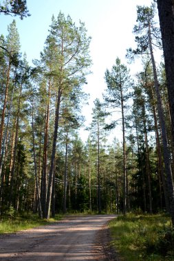 Karelia 'da güzel bir yeşil ormanda toprak yol. Açık ormanda açık bir yaz günü, dikey fotoğraf. Tatil kavramı