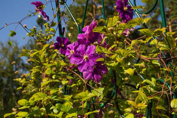 Clematis Púrpura Flores Grandes Clematis Jackmanii Parque Flores Liana Jardín — Foto de Stock