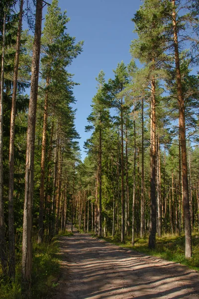 Vertical Photo Summer Pine Forest Dirt Road Forest Wellness Hiking — Zdjęcie stockowe