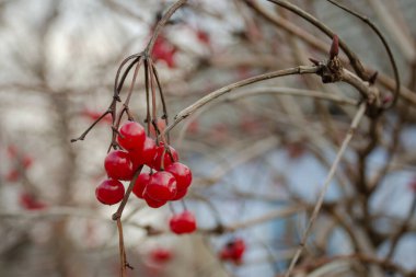 Olgun kırmızı viburum meyveleri dalda. Sonbahar ve kışta yararlı meyveler