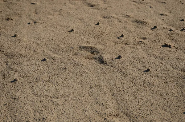Песчаный Пляж Фон Текстура Песчаные Мячи Побережье — стоковое фото