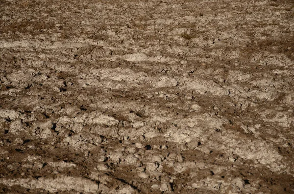 Brown soil with white salt coming to the surface. Agriculture concept — Stock Photo, Image