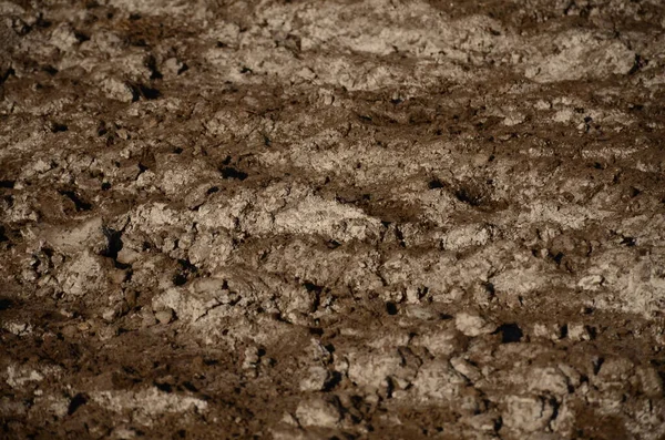 Brown soil with white salt coming to the surface. Agriculture concept — Stock Photo, Image