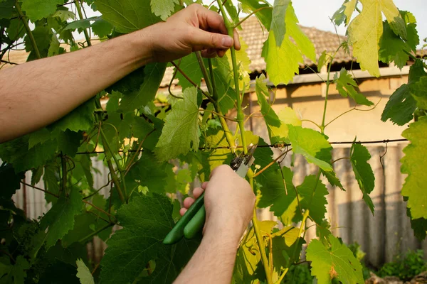 Letnie Przycinanie Winorośli Sekatorami Koncepcja Ogrodnictwa Winogronowego — Zdjęcie stockowe
