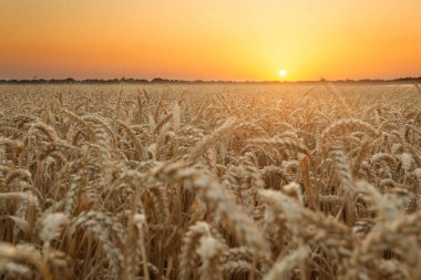 Yaz manzarası bir tarla ve genç altın çavdar ya da günbatımında veya gündoğumunda arka planda buğday.