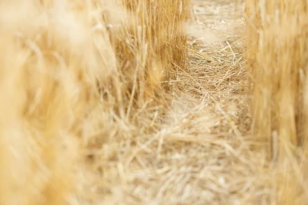 Sentier bien foulé parmi les jeunes seigle doré ou blé Images De Stock Libres De Droits