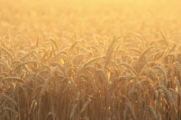 Coucher de soleil ou lever de soleil sur un champ avec du seigle doré ou du blé en été. Paysage. Image En Vente