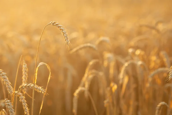 Un champ de jeunes seigle doré ou de blé au coucher ou au lever du soleil sur fond de ciel blanc. Gros plan. Images De Stock Libres De Droits